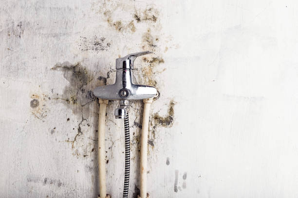 Best Post-Flood Mold Remediation in Gold Hill, OR