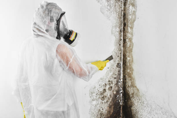 Best Preventive Mold Services in Gold Hill, OR