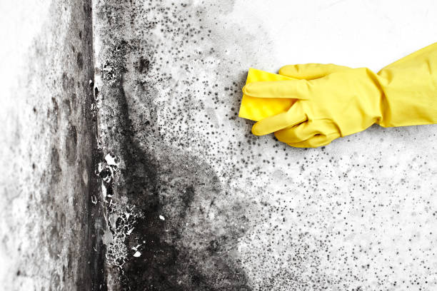 Best DIY Mold Remediation Support Services in Gold Hill, OR