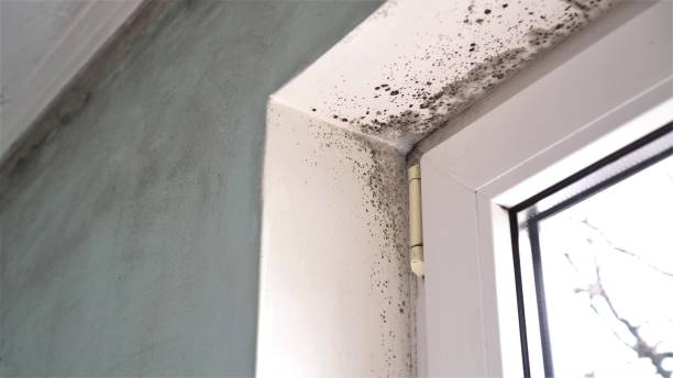 Best HVAC Mold Remediation in Gold Hill, OR