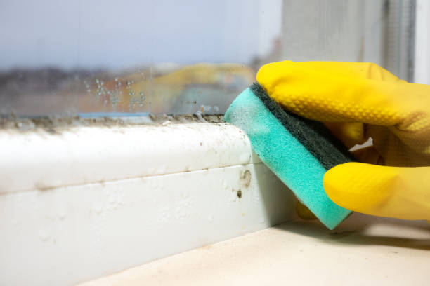 Best Crawl Space Mold Remediation in Gold Hill, OR