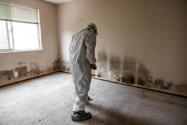 Best Attic Mold Remediation in Gold Hill, OR