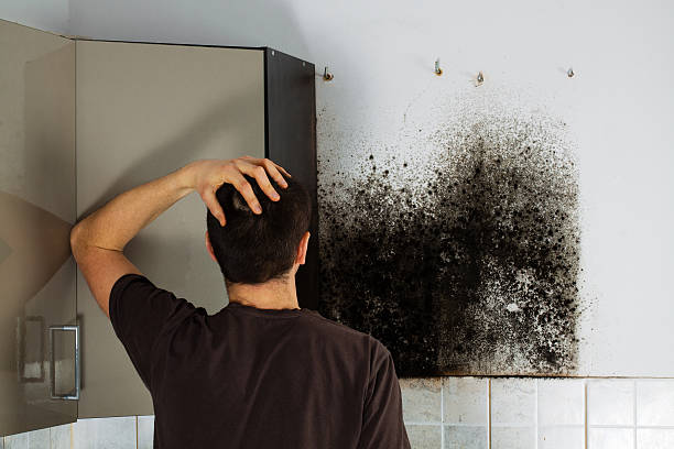 Best Mold Testing and Inspection Services in Gold Hill, OR