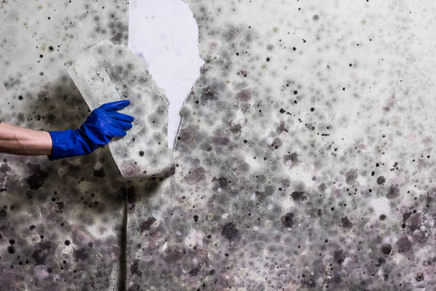 Best Residential Mold Remediation in Gold Hill, OR