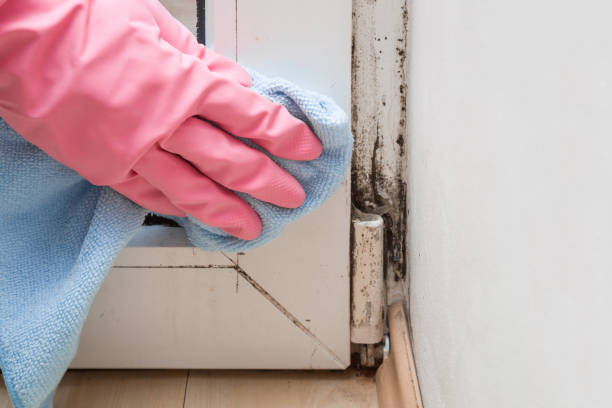 Best Mold Remediation for Schools in Gold Hill, OR