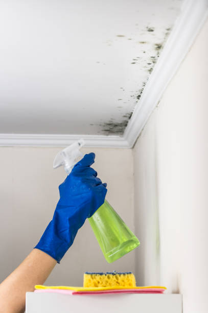 Best DIY Mold Remediation Support Services in Gold Hill, OR