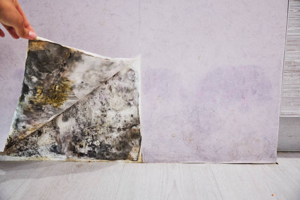 Best Black Mold Remediation in Gold Hill, OR